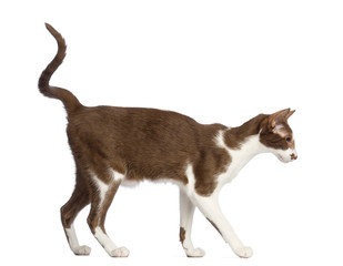 Side view of an Oriental Shorthair walking
