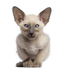 Oriental Shorthair kitten, 9 weeks old, lying