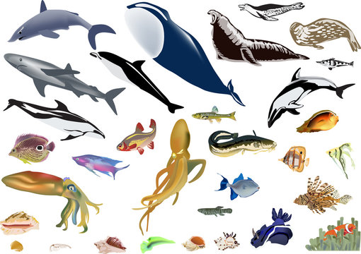 large set of color sea animals