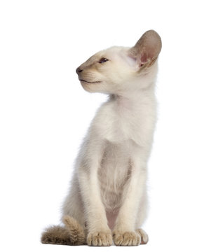 Oriental Shorthair kitten sitting and looking away