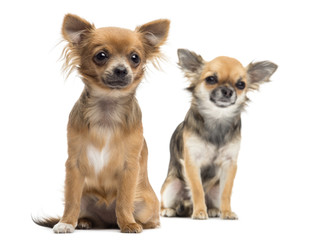 Two Chihuahuas sitting looking away against white background