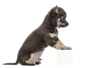 Chihuahua puppy sitting and leaning on white cube © Eric Isselée