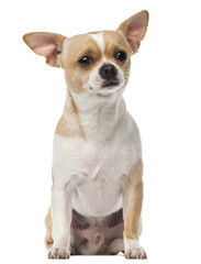 Obraz premium Chihuahua, 2 years old, sitting and looking at camera