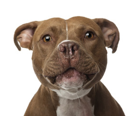 Close-up of an American Staffordshire Terrier looking at camera