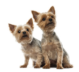 Two Yorkshire Terriers sitting and looking away
