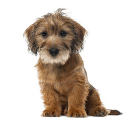 Mixed-breed dog puppy, 3 months old, sitting