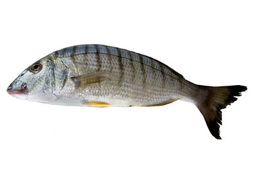 Lithognathus mormyruson fish isolated, on white background.