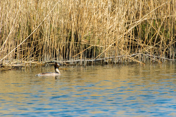 Great Crested Grebe in Dutch nature