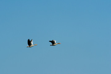 Flying gooses