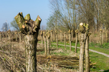 Typical pollard willows in Holland - obrazy, fototapety, plakaty