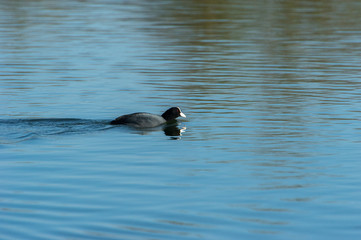Swimming Common Moorhen