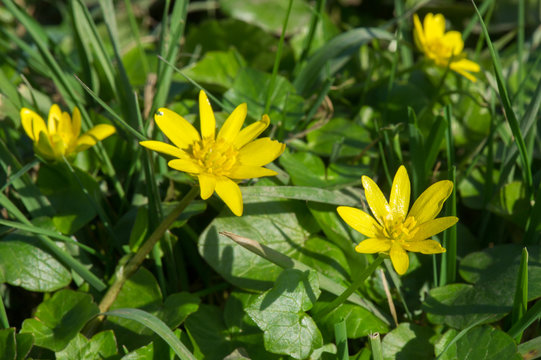 Lesser Celandine