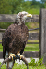 imperial eagle, in the natural park of Cabarceno