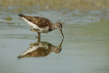 Piro piro boschereccio