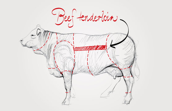 Beef tenderloin / Cuts of cow