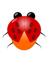 Coccinelle