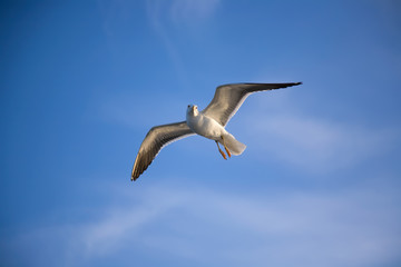Sea gull