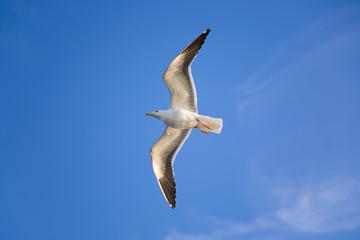 Sea gull