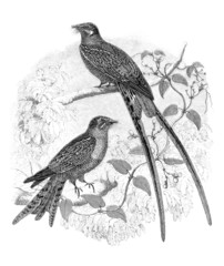 Fototapeta premium Nightjar - Engoulevent - Ziegenmelker