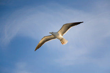 Sea gull