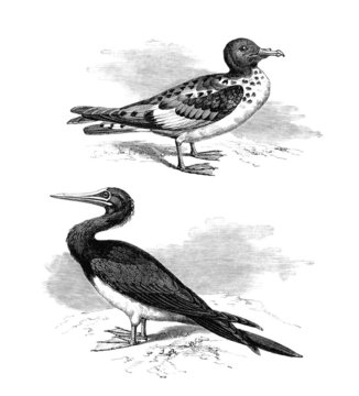 Sea Birds : Fregate & Petrel