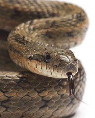 Fototapeta premium Steppes Ratsnakes (Elaphe dione) over white. Closeup
