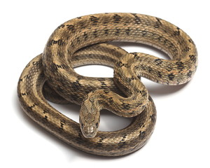 Naklejka premium Steppes Ratsnakes (Elaphe dione) over white