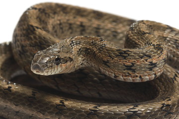 Steppes Ratsnakes (Elaphe dione) over white