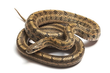 Steppes Ratsnakes (Elaphe dione) over white