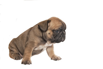 Obraz premium puppy french bulldog