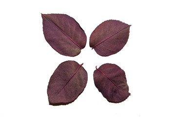 Obraz premium hojas de otoño