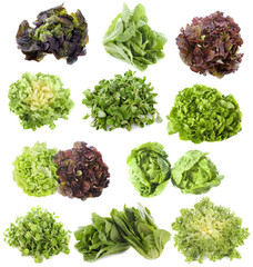varieties of salads
