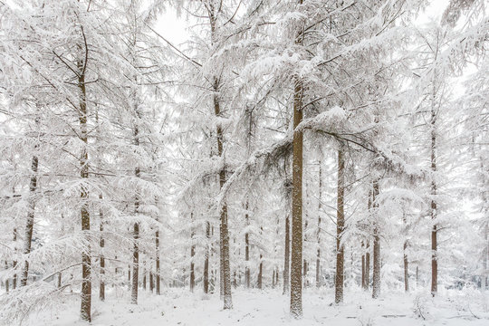 Tranquil Dutch winter forest