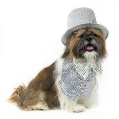 Dog in a Silver Party Outfit