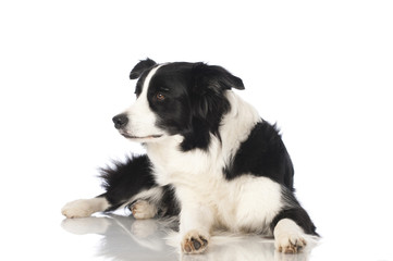 Border collie dog - Border Collie