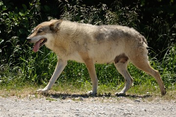 Lupo