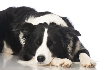 Border collie dog - Border Collie
