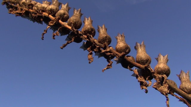 Henbane  Hyoscyamus niger seeds boxes in autumn wind