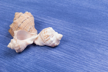 three seashells on wood surface