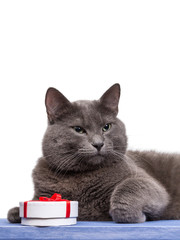russian blue cat on blue wooden board