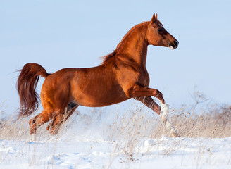 Arabian chestnut horse runs in winter