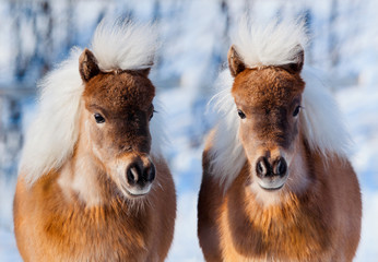 Ponies in winter forest