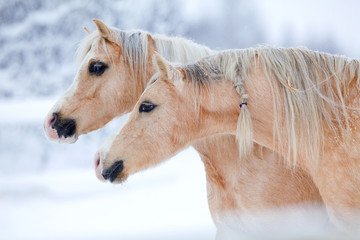 Two palomino horses on winter background