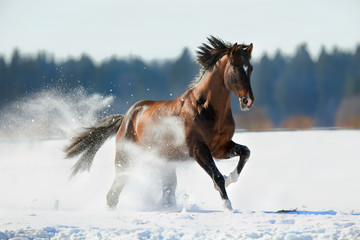 Le cheval brun court dans le paysage d& 39 hiver