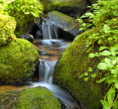 Fototapeta Mountain stream among the mossy stones