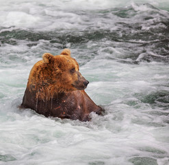 Bear on Alaska