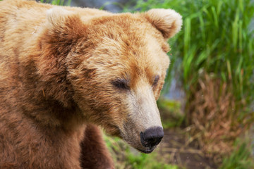 Bear on Alaska