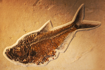Petrified fish © Galyna Andrushko
