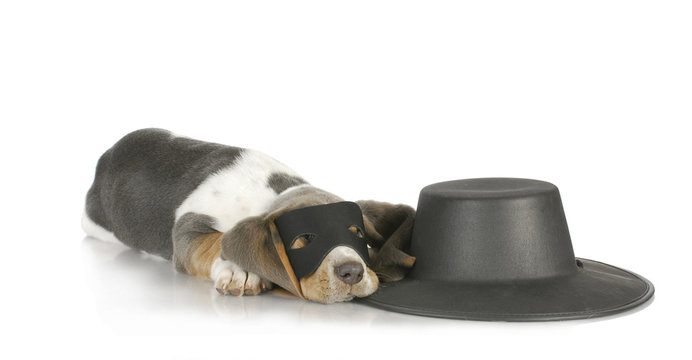 zorro