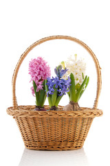 Basket colorful Hyacinths